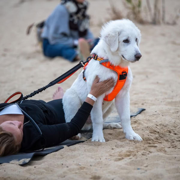 Chien blanc portant un harnais orange, à côté d’une participante allongée sur le sable pendant une séance de Doga.